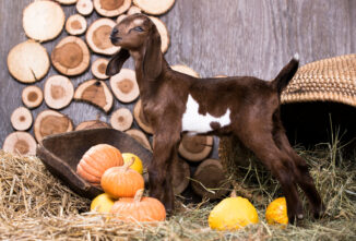 Healthful Herd: Annual Disease Testing